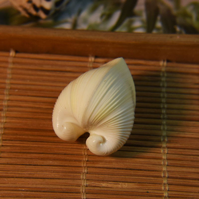 Aquarium And Marine - Cangkang Kardissa Kardium Alami - Kerang